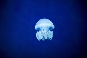 De qué se alimentan las medusas en un medusario