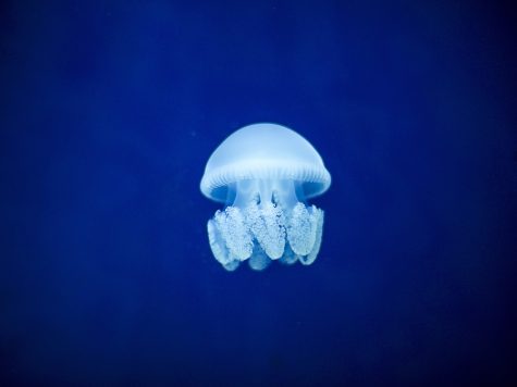 De qué se alimentan las medusas en un medusario